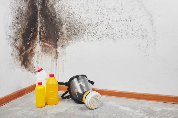 Best Mold Prevention Services  in Lehi, UT